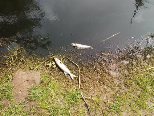 Śnięte ryby na Liwcu